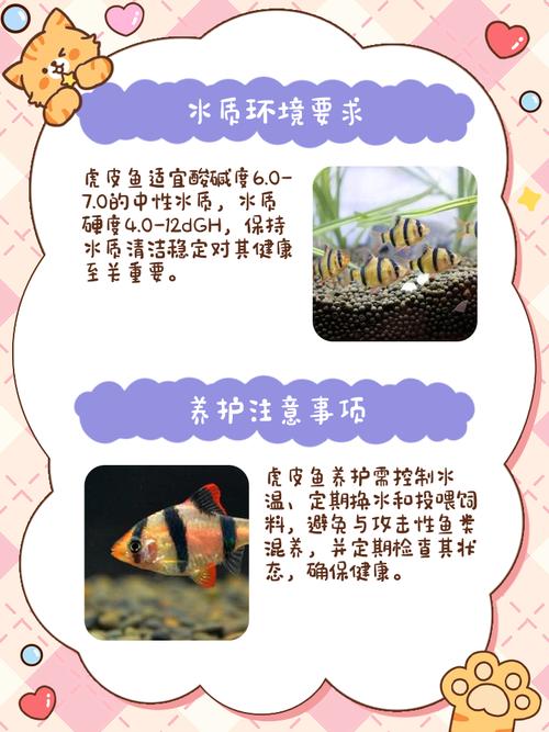 虎皮热带鱼怎么养?虎皮鱼 热带鱼