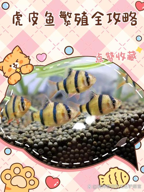 虎皮热带鱼怎么养?虎皮鱼 热带鱼