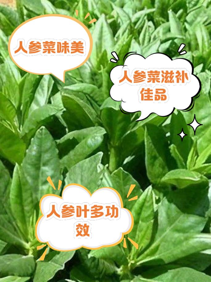 人参可以炒鸡蛋吗?人参可以炒菜