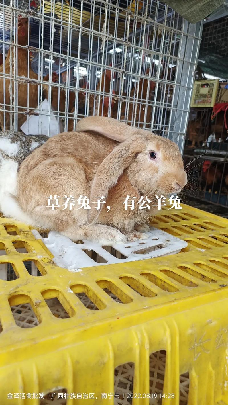 请问南宁哪里有卖兔子的地方？南宁哪里可以买兔子