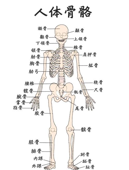 人体身上一共有多少块骨头组成？人身上有多少个骨头组成