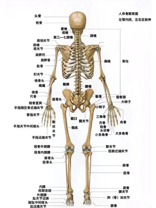 人体身上一共有多少块骨头组成?人身上有多少个骨头组成