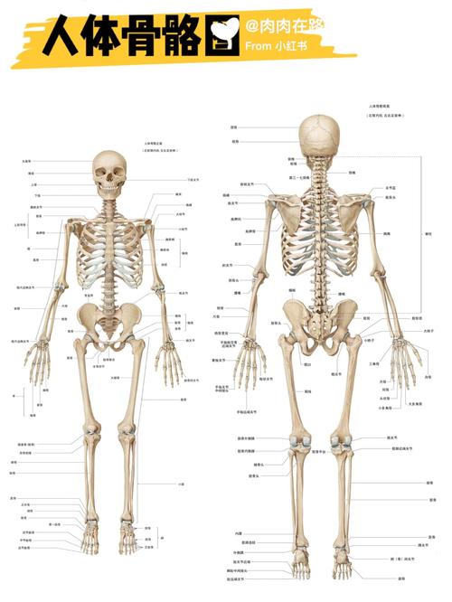 人体身上一共有多少块骨头组成?人身上有多少个骨头组成