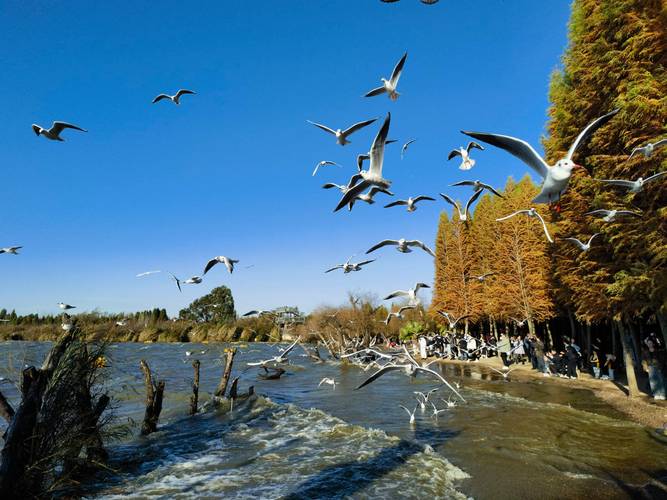 昆明过年去哪旅游好玩又便宜?昆明过年去哪旅游好玩又便宜的