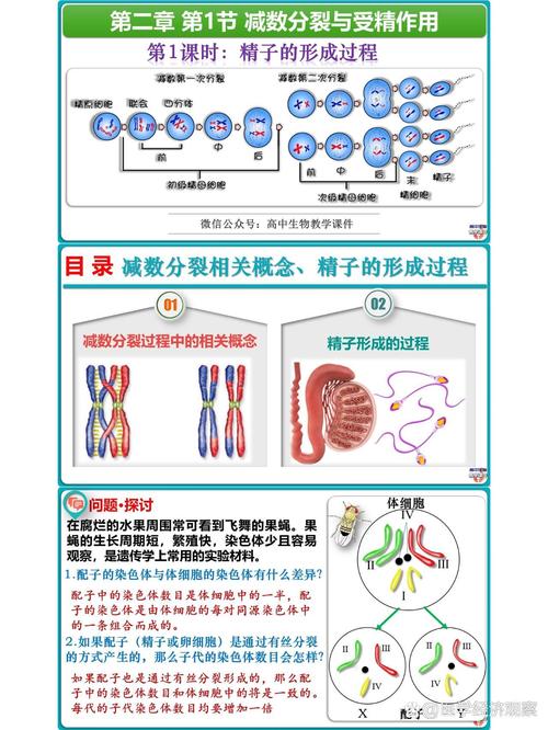 受精卵为什么只能进行有丝分裂?为什么只有受精卵才能发育