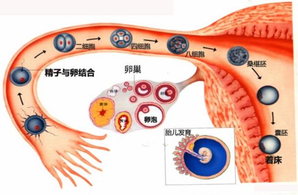 受精卵为什么只能进行有丝分裂?为什么只有受精卵才能发育