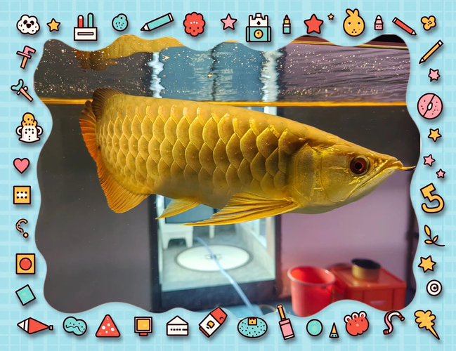 金龙鱼白天晚上都需要开灯照吗为什么？金龙鱼晚上需要开小夜灯吗