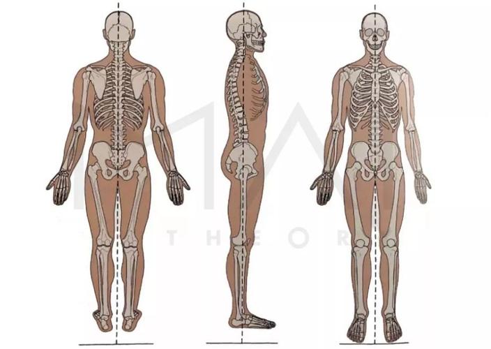 解剖学姿势和立正姿势的区别？解剖学姿势是立正姿势吗