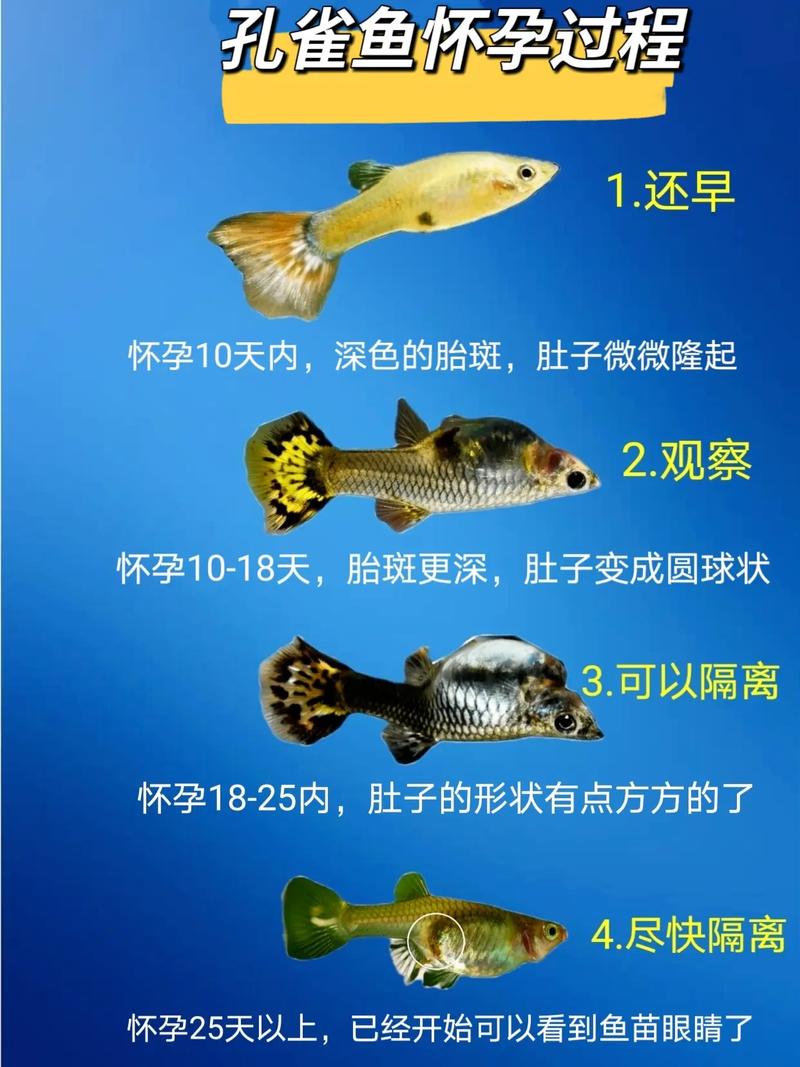 孔雀鱼的幼鱼要多久才长大成型?孔雀幼鱼多久可以生小鱼