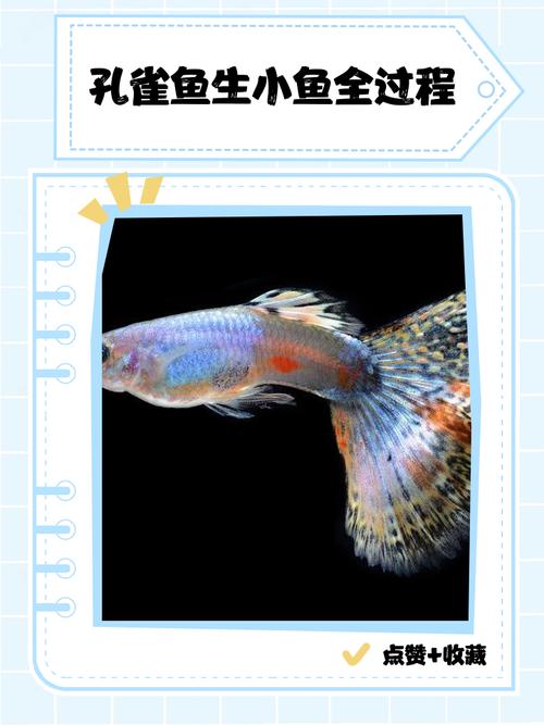 孔雀鱼的幼鱼要多久才长大成型?孔雀幼鱼多久可以生小鱼