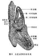 胚芽鞘是什么东西?胚芽鞘怎么念