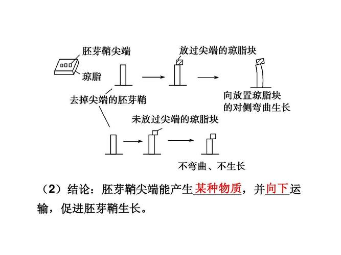 胚芽鞘是什么东西?胚芽鞘怎么念