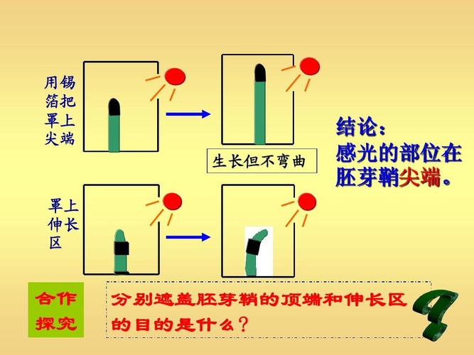 胚芽鞘是什么东西?胚芽鞘怎么念
