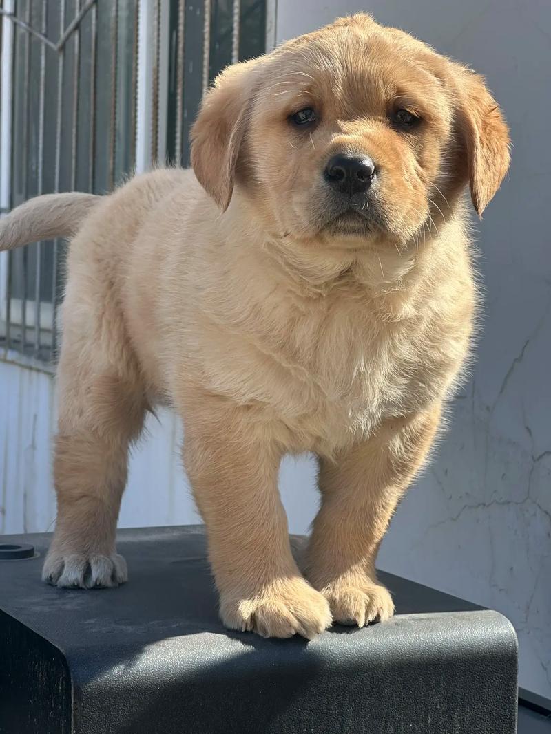 拉布拉多幼犬时的毛色是什么颜色？拉布拉多幼犬毛长是怎么回事