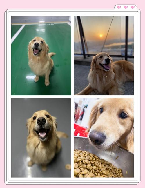 金毛小狗喂什么长得好？金毛犬喂什么狗粮