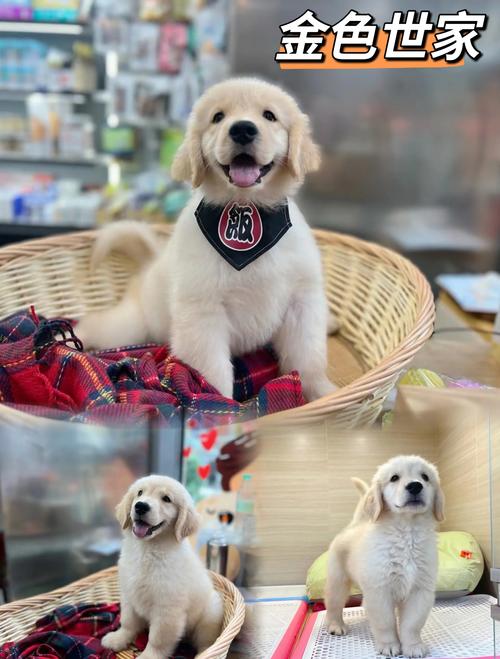 金毛小狗喂什么长得好?金毛犬喂什么狗粮