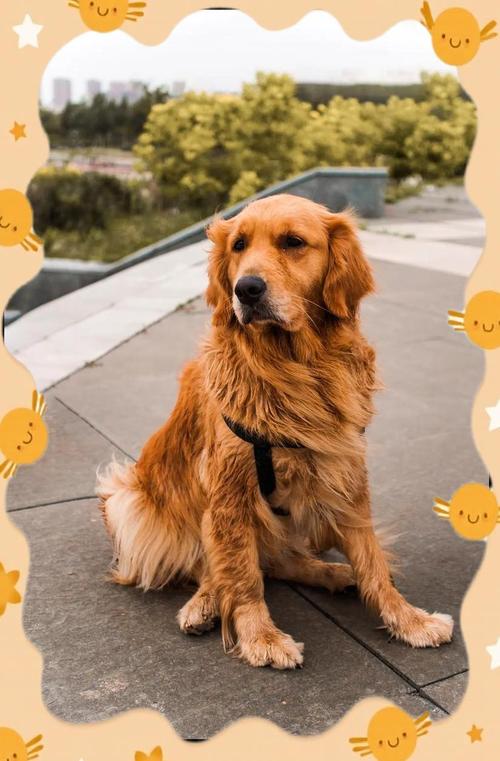 金毛小狗喂什么长得好?金毛犬喂什么狗粮