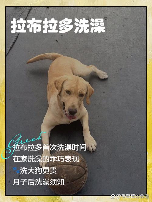 拉布拉多犬几天洗一次澡最好？拉布拉多多久洗一次澡最好