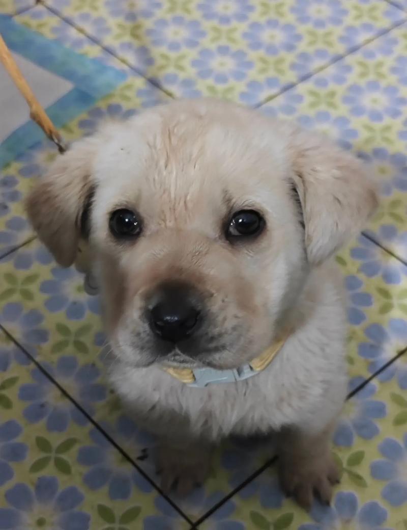 拉布拉多犬几天洗一次澡最好?拉布拉多多久洗一次澡最好