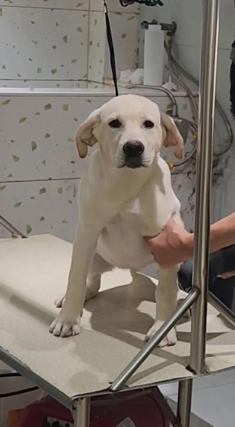 拉布拉多犬几天洗一次澡最好?拉布拉多多久洗一次澡最好