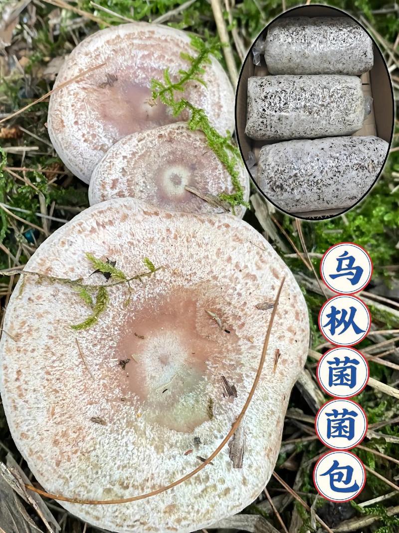 菌包在家怎么种植？菌包在家怎么种植有海健康吗