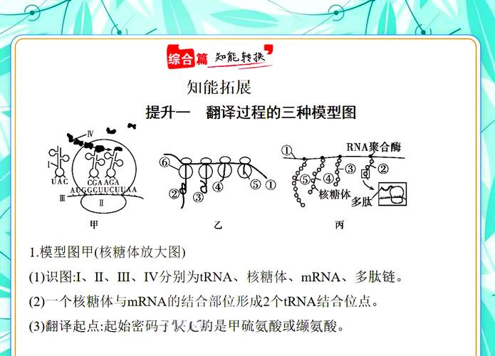 核糖体是什么东西？什么是核糖体,它具有什么功能