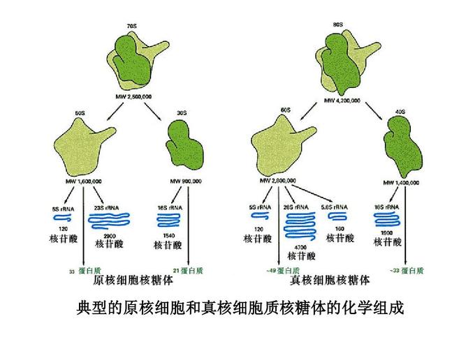 核糖体是什么东西?什么是核糖体,它具有什么功能