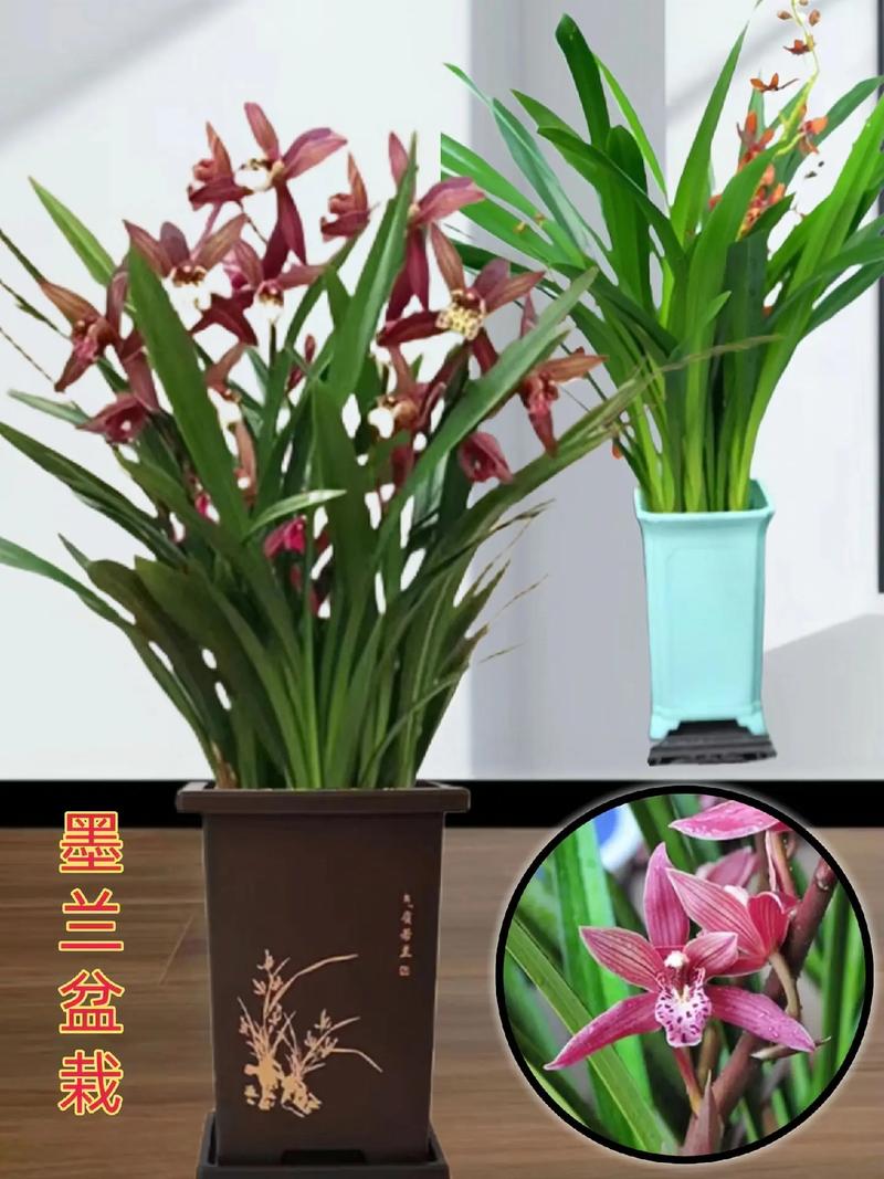 墨兰花那个品种最香?墨兰哪个品种好看又好养