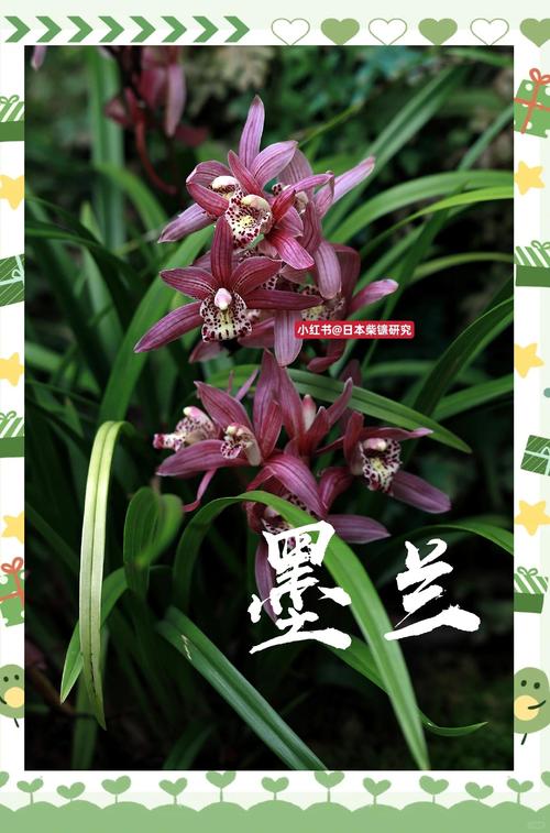 墨兰花那个品种最香?墨兰哪个品种好看又好养