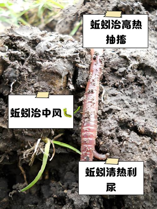 想一想应该怎样测量蚯蚓的身长?怎样估计蚯蚓的体节数