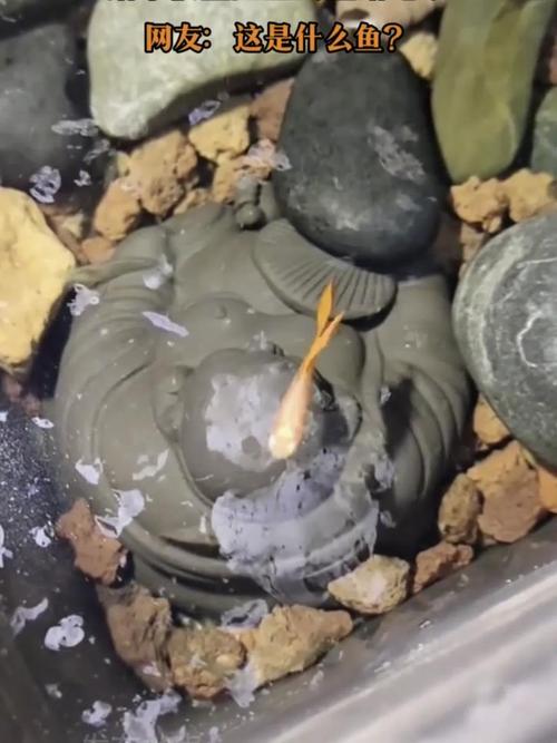 鱼缸里放盐粒被鱼吃了?鱼缸下盐被鱼吃了