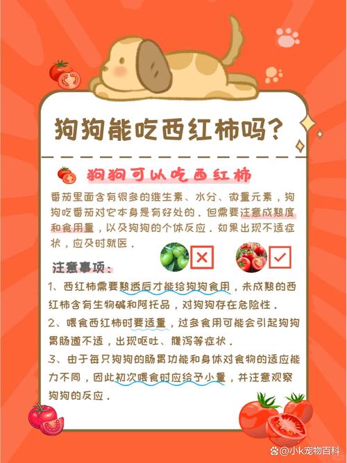金毛犬可以吃西红柿吗为什么?金毛犬可以吃番茄吗