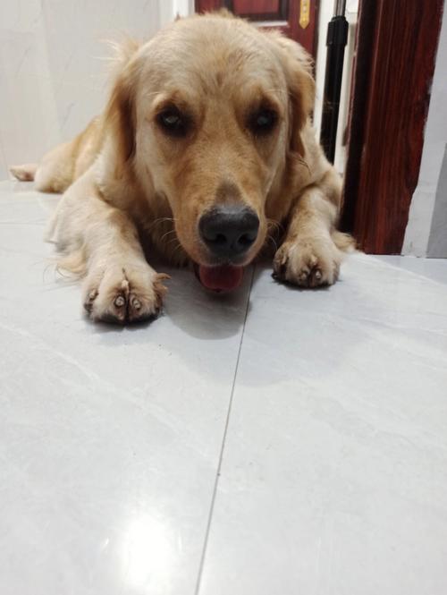 金毛犬可以吃西红柿吗为什么?金毛犬可以吃番茄吗