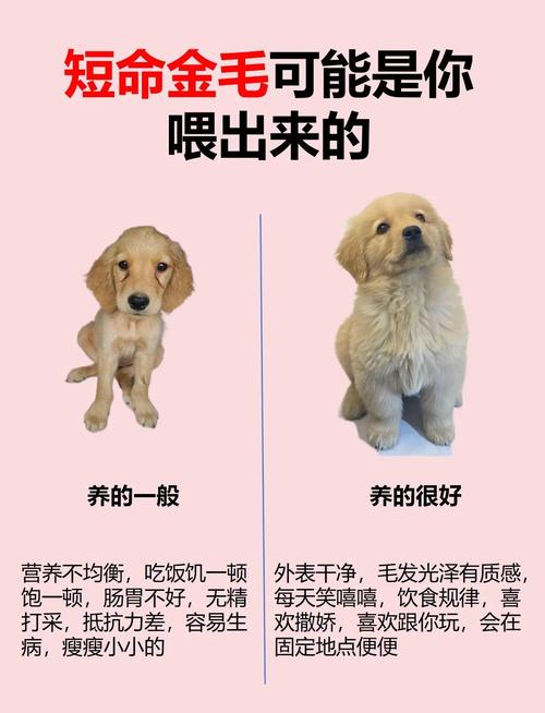 金毛犬可以吃西红柿吗为什么?金毛犬可以吃番茄吗