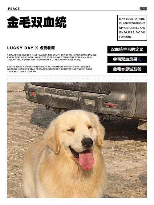 金毛的血统怎么划分?金毛的血统怎么划分出来