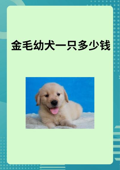 金毛的血统怎么划分?金毛的血统怎么划分出来