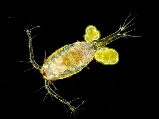 节肢动物附肢作用是什么?节肢动物附肢的功能有哪些