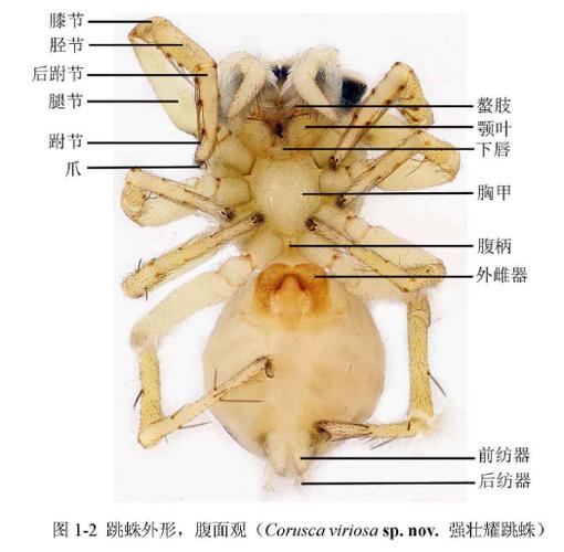 节肢动物附肢作用是什么?节肢动物附肢的功能有哪些
