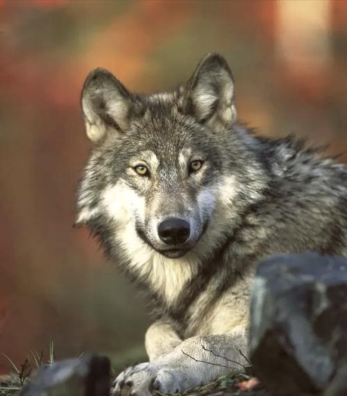 狼分几种哪种最厉害?狼分什么种类