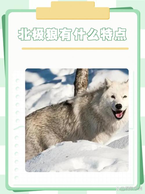 狼分几种哪种最厉害?狼分什么种类