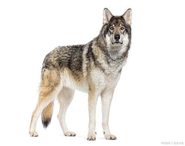 狼分几种哪种最厉害?狼分什么种类