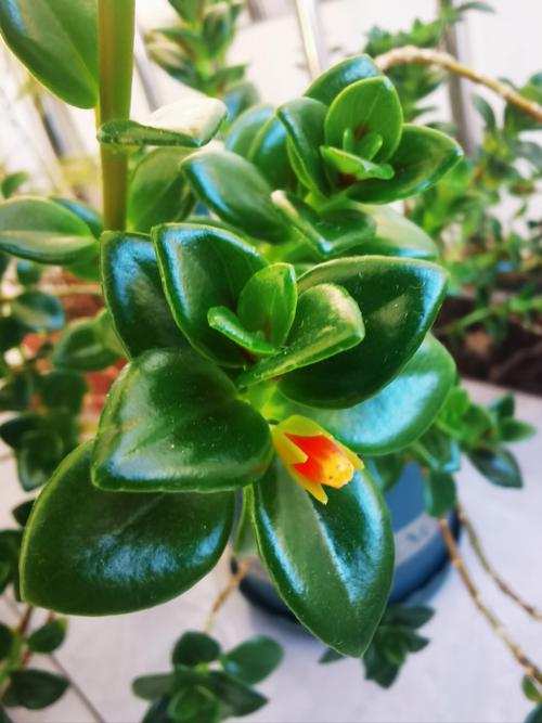 金鱼吊兰和金鱼花是一个植物吗?金鱼吊兰属于吊兰吗