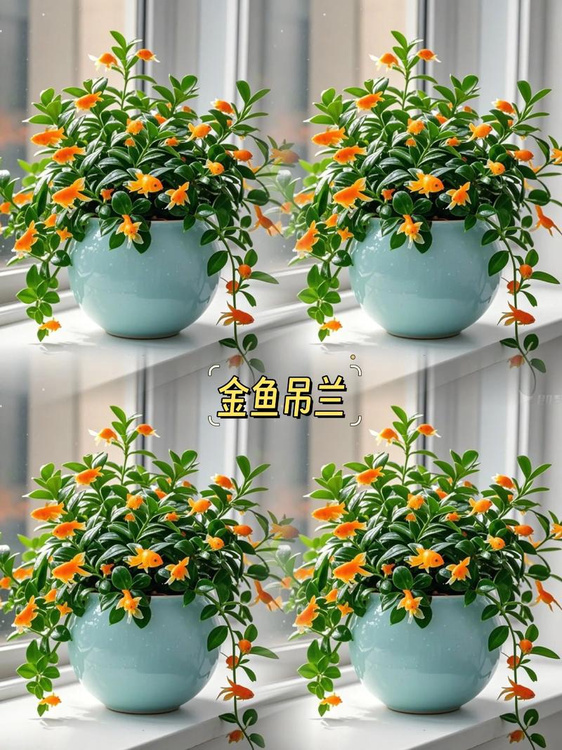 金鱼吊兰和金鱼花是一个植物吗?金鱼吊兰属于吊兰吗