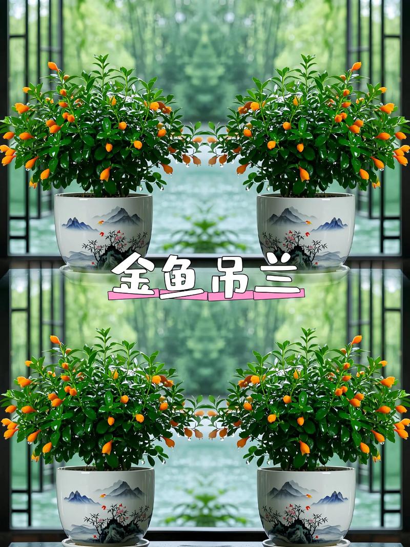 金鱼吊兰和金鱼花是一个植物吗?金鱼吊兰属于吊兰吗