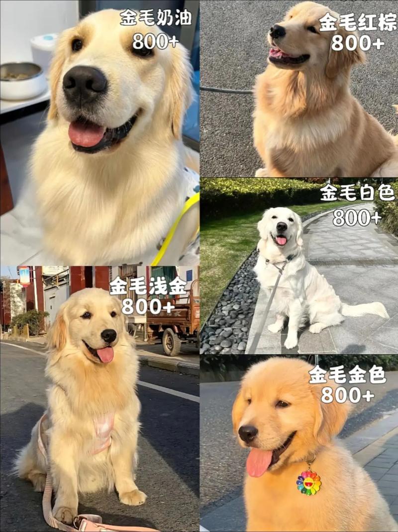 金毛大概能活多少年？金毛大约可以活多少岁