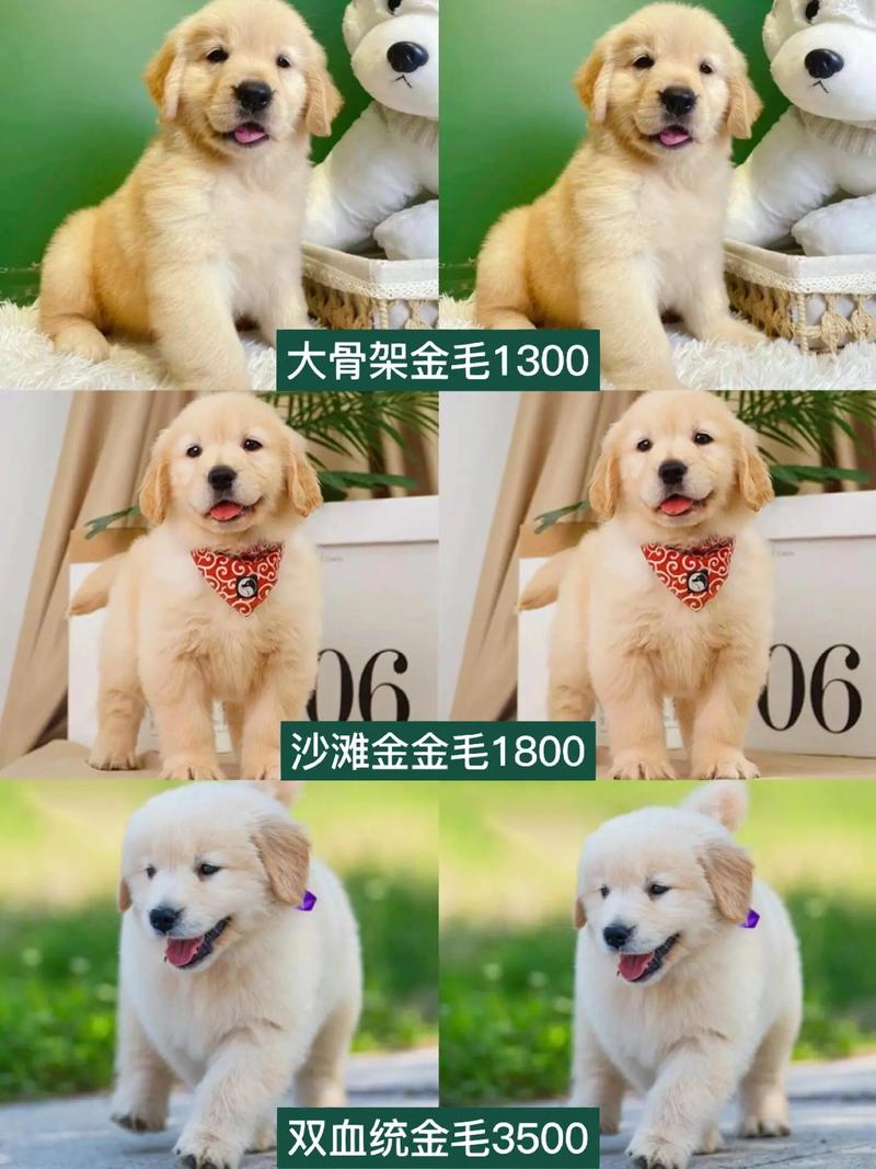 金毛大概能活多少年?金毛大约可以活多少岁