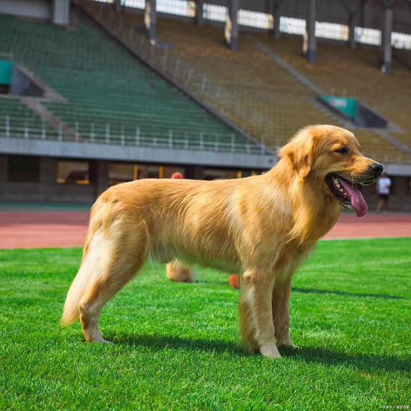 金毛大概能活多少年?金毛大约可以活多少岁
