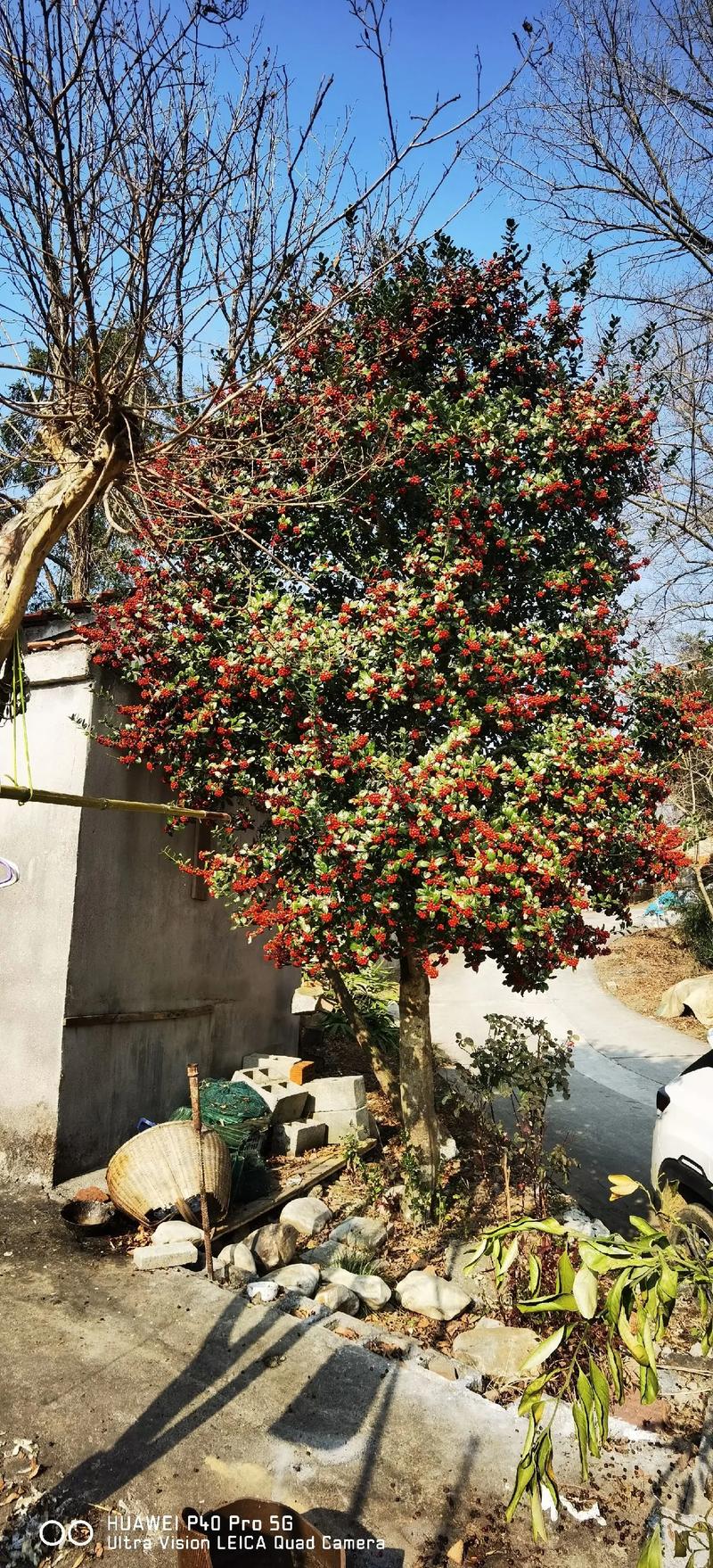 金玉满堂果实多久掉落？金玉满堂果实多久掉落正常