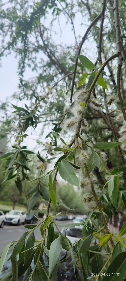 随风飘扬的柳絮,其实是柳树的？随风飘扬的柳絮,其实是柳树的?