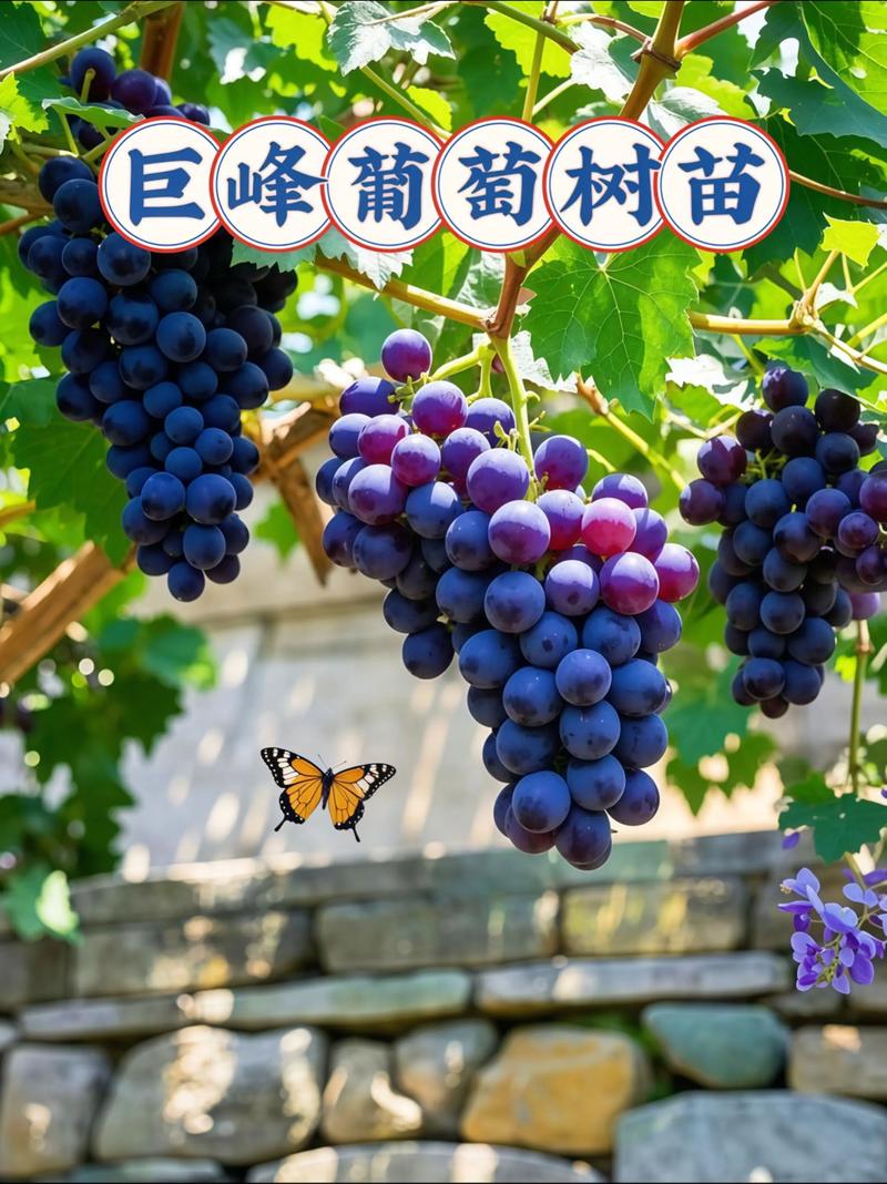 葡萄是树还是藤的好?葡萄是树木还是藤本植物